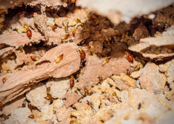 As melhores plantas para afastar cupins antes que eles ataquem seus móveis