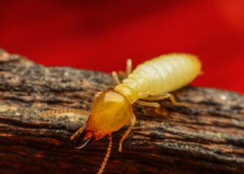 Os 3 principais insetos que você deve temer nos móveis e como evitá-los!