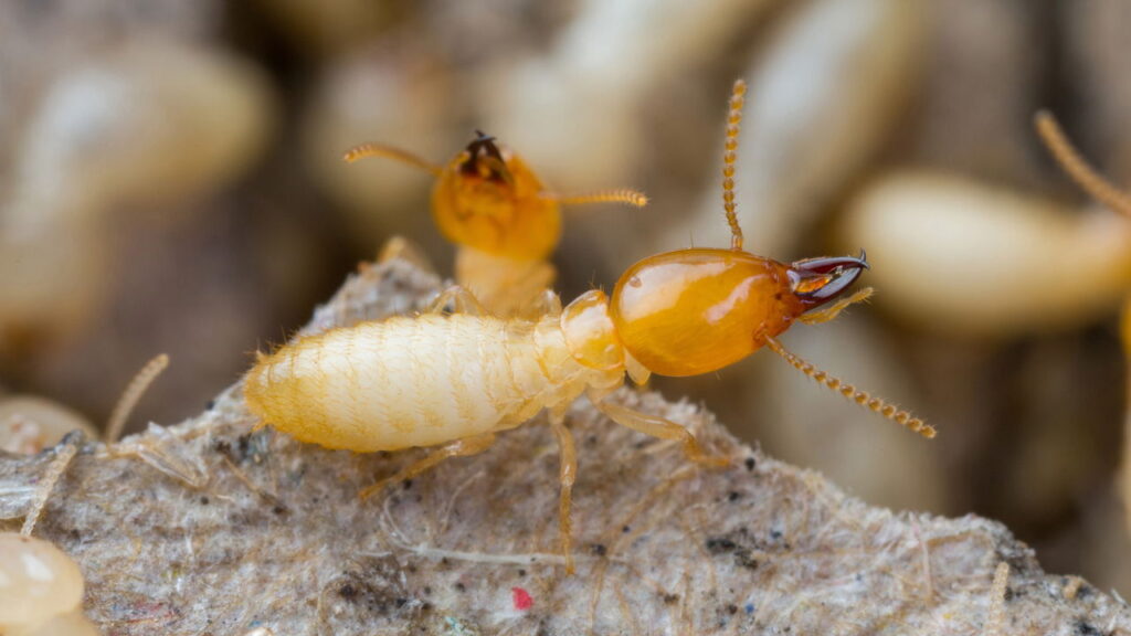 Os 3 principais insetos que você deve temer nos móveis e como evitá-los!