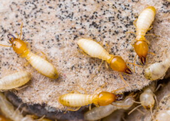 Três sinais de que seus móveis estão sendo atacados por cupins