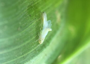 A melhor maneira de se livrar da Cigarrinha-do-milho sem produtos químicos