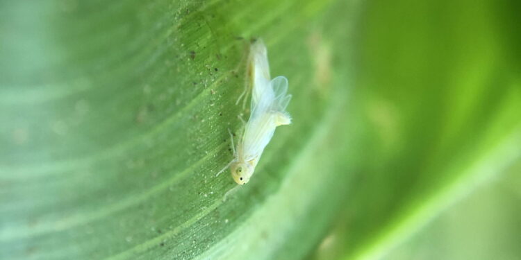 A melhor maneira de se livrar da Cigarrinha-do-milho sem produtos químicos