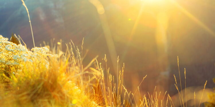 Plantas que resistem ao sol e duram o ano todo