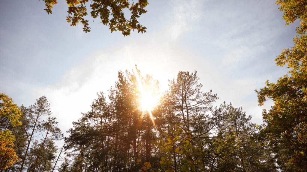 O horário ideal para regar que pode salvar suas plantas
