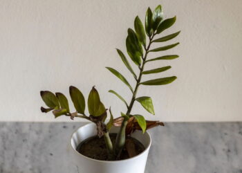 O erro comum que pode estar matando suas plantas em vasos