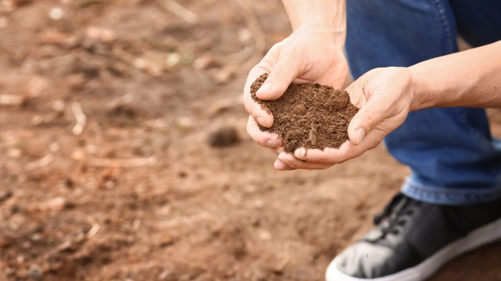 O melhor adubo orgânico para deixar seu jardim mais verde e saudável