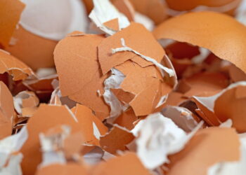 Cascas de ovo esmagadas trazem benefícios surpreendentes para o jardim