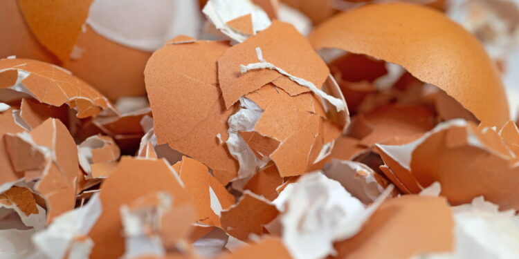 Cascas de ovo esmagadas trazem benefícios surpreendentes para o jardim