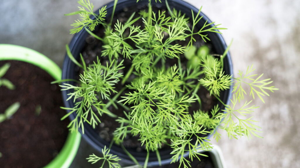 Endro afasta várias pragas das suas plantas, saiba como