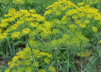 Endro afasta várias pragas das suas plantas, saiba como