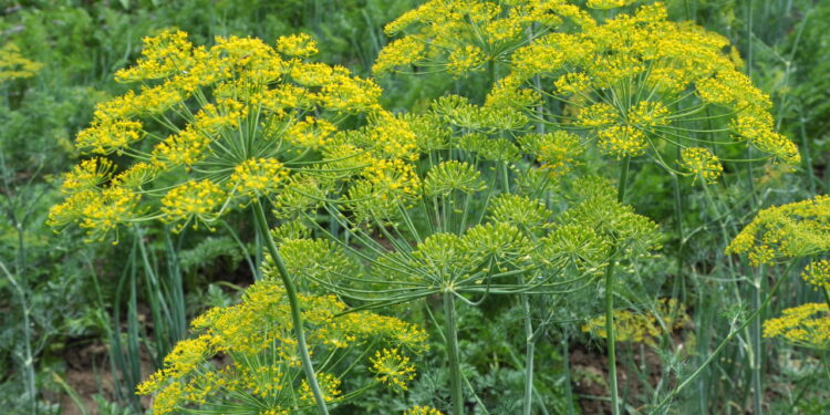 Endro afasta várias pragas das suas plantas, saiba como