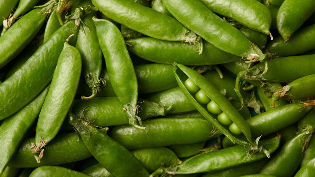 Essas são as plantas mais fáceis para você começar a cultivar