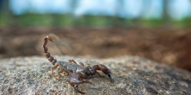 Por que os escorpiões aparecem em banheiros úmidos?