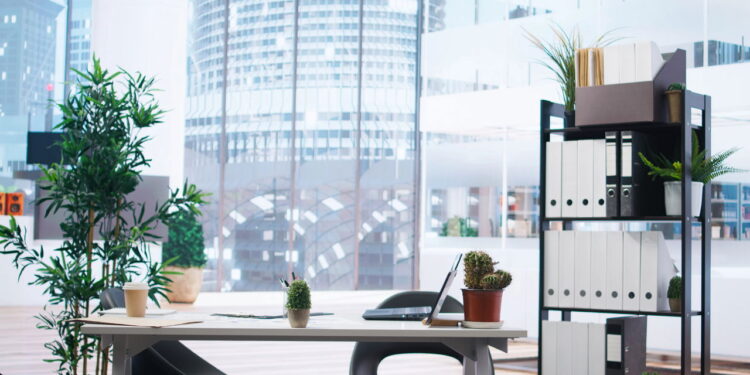 As 3 plantas que todo mundo quer na mesa de trabalho