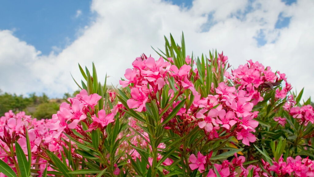 As 3 plantas mais perigosas para crianças que você deve evitar