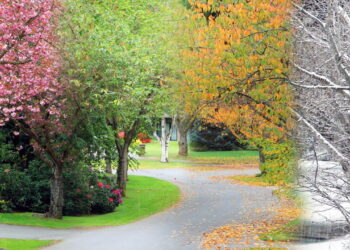 Cada estação pede flores diferentes e seu jardim merece o melhor