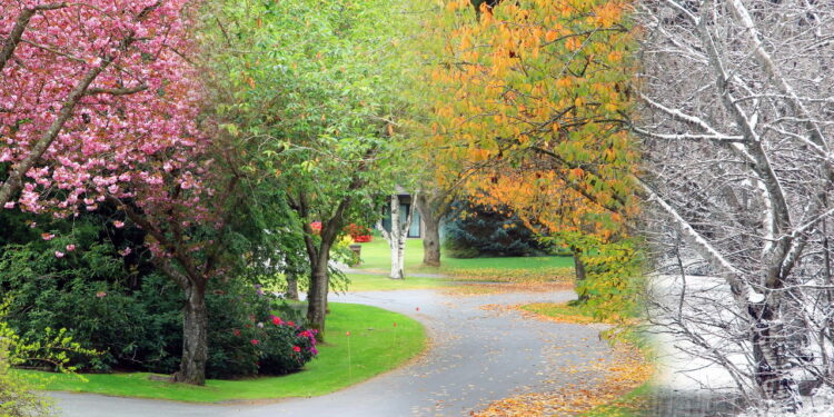 Cada estação pede flores diferentes e seu jardim merece o melhor