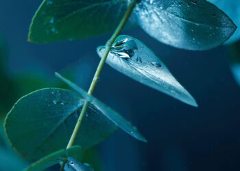 Planta muito usada na medicina também pode ser cultivada fácil e sem erro