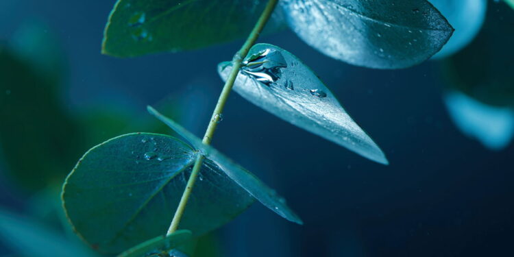 Planta muito usada na medicina também pode ser cultivada fácil e sem erro