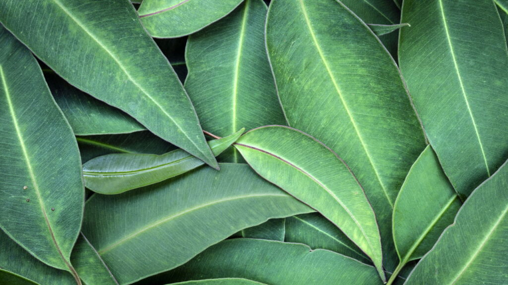 As duas plantas que deixam sua casa livre de aranhas