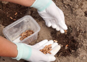 Aprenda a como garantir uma safra do alimento mais amado da América Latina!