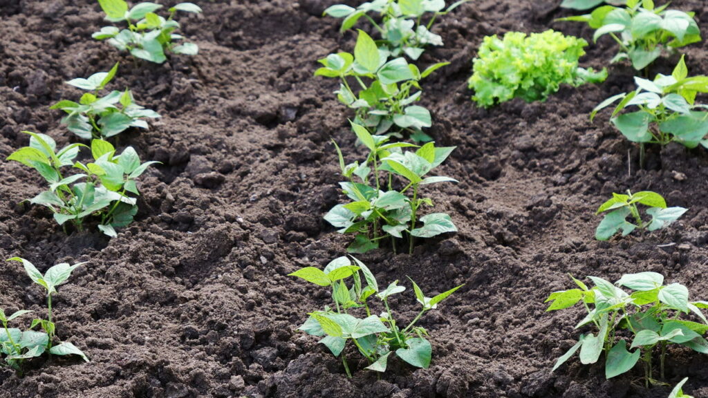 Aprenda a como garantir uma safra do alimento mais amado da América Latina!