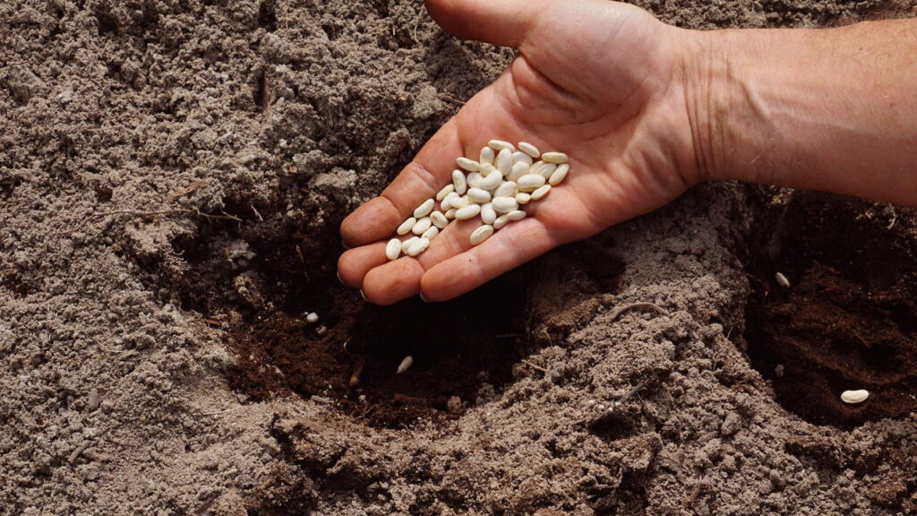 Aprenda a como garantir uma safra do alimento mais amado da América Latina!
