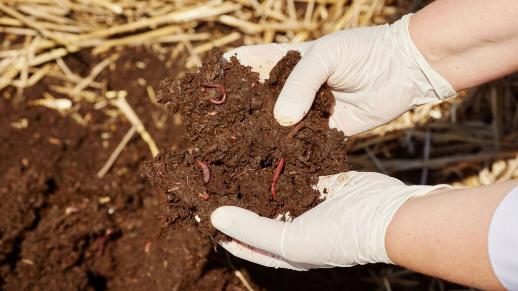 Fertilizante natural pode queimar as plantas? Saiba os erros comuns