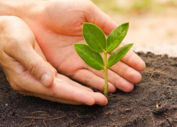O fertilizante orgânico mais eficaz que você pode fazer em casa