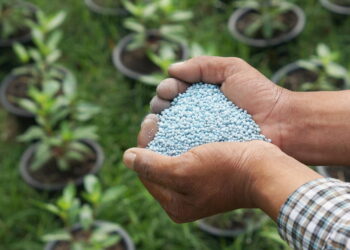 Os sinais mais claros de que sua planta precisa de fertilizante