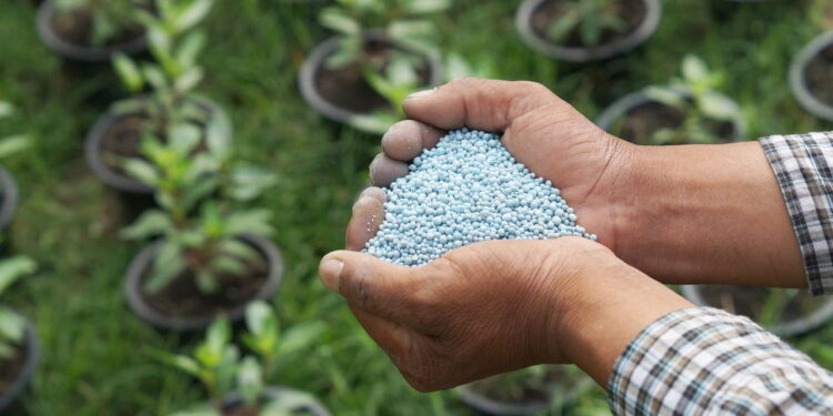 Os sinais mais claros de que sua planta precisa de fertilizante