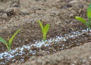 Jardineiros revelam: o fertilizante natural que funciona melhor que NPK