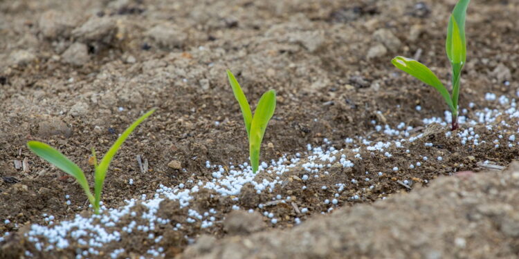 Jardineiros revelam: o fertilizante natural que funciona melhor que NPK