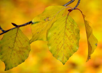 Como evitar que suas plantas fiquem com folhas amareladas