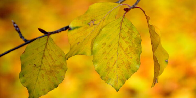 Como evitar que suas plantas fiquem com folhas amareladas