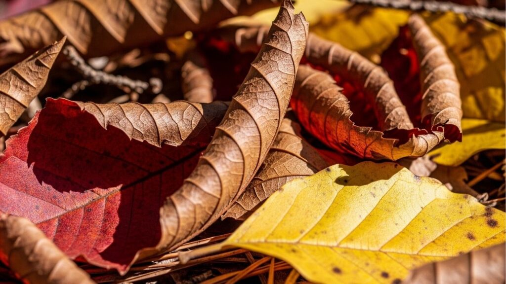 O erro comum que pode estar matando suas plantas em vasos