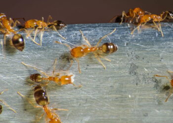 4 plantas para afastar a formiga-do-açúcar da sua casa de vez