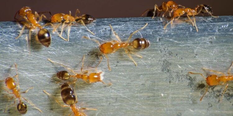 4 plantas para afastar a formiga-do-açúcar da sua casa de vez