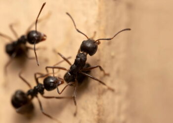 A melhor maneira de se livrar de formigas nas paredes sem usar produtos químicos