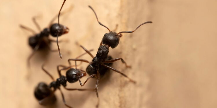 A melhor maneira de se livrar de formigas nas paredes sem usar produtos químicos
