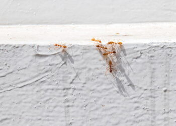 Como evitar infestações de formigas antes do verão: dicas que funcionam mesmo