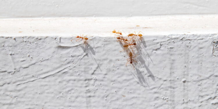 Como evitar infestações de formigas antes do verão: dicas que funcionam mesmo