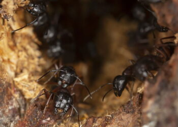 Adeus às formigas carpinteiras: truque caseiro eficiente