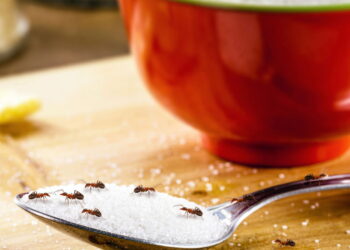 Esse truque acaba com as formigas na cozinha sem veneno