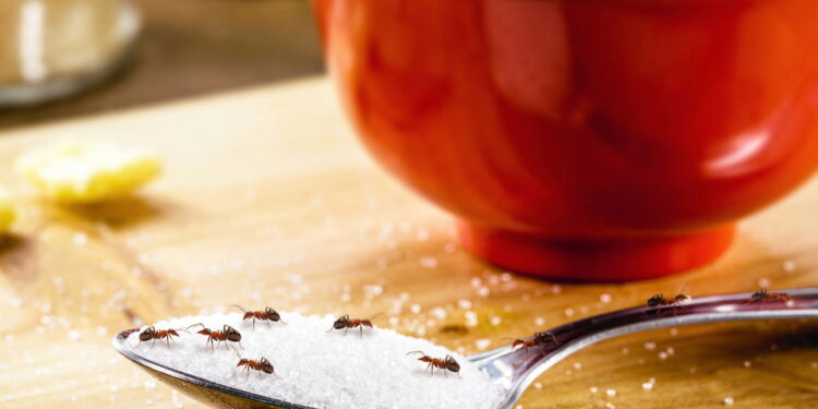 Esse truque acaba com as formigas na cozinha sem veneno