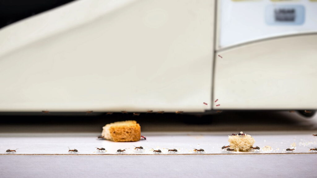 Essa planta de cheiro forte mantém formigas longe dos armários