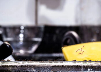 O truque natural que impede formigas de subir na pia