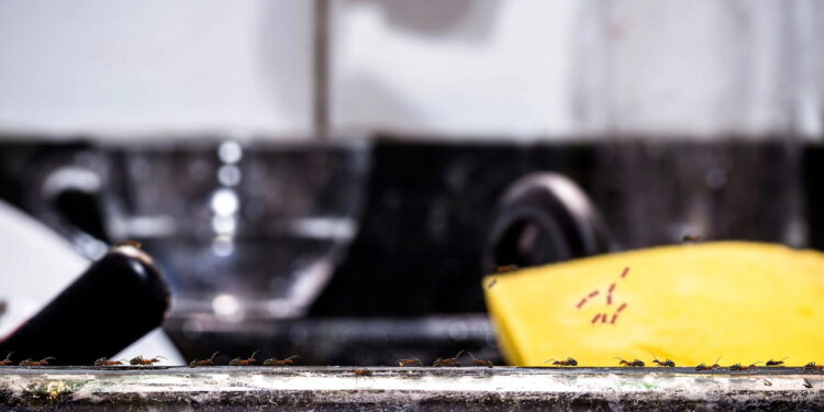 O truque natural que impede formigas de subir na pia