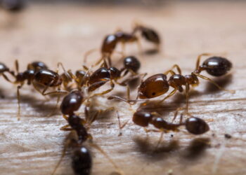Por que as formigas aparecem em banheiros mesmo sem comida?