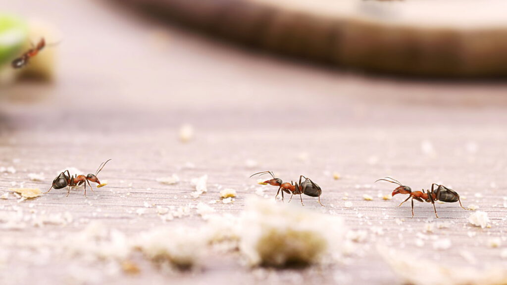 5 dicas infalíveis para controlar formigas e baratas